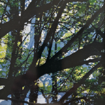 Arbres martigny